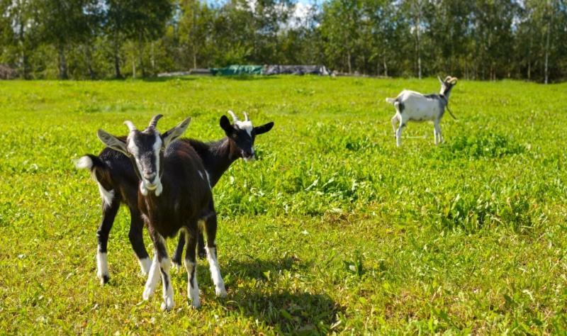 Gospodarstwo Agroturystyczne Jacwing Villa Giby Exteriör bild